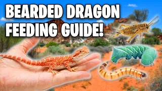 What Do Bearded Dragons Eat? Ultimate Bearded Dragon Feeding Guide!