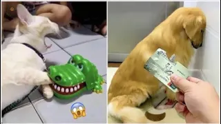 AWW SO FUNNY 🤣 🤣Super DogsAnd Cats Reaction Videos 2022 | The End