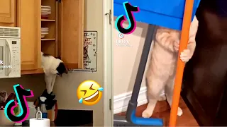 CUTE AND FUNNY CAT MEMES COMPILATION from TikTok part 13