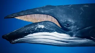 Humpback Whale UE4