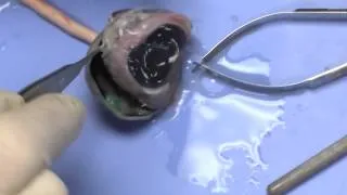 Cow Eye Dissection 101