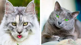 5 Самых Популярных Пород Кошек, которые подойдут в качестве первого питомца