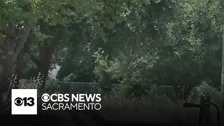 Concerns growing over overgrown grass where neighbors are encroaching in South Natomas