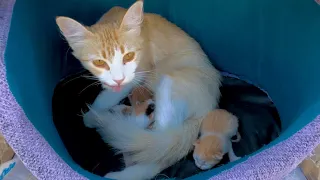 Mama Stray Cat couldn't believe her kittens got a new bed.