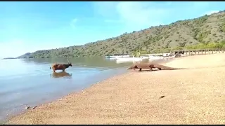 komodo dragon attack deer in water