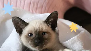 surprising my mom with a siamese kitten.