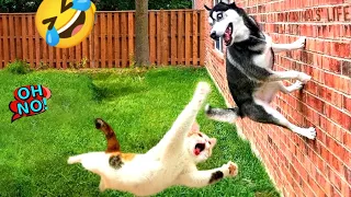 New Funniest Animals 2024🐱😜 Funny Cutest Cats and Dogs Videos 🐈Part 60