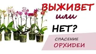 Орхідеї — догляд в домашніх умовах. Як реанімувати орхідею?