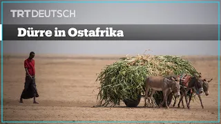 Dürre in Ostafrika