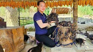 Gardening planting Peanuts & Corn - Harvesting natural fruits Bring them to the market to sell