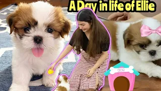 A Day in The Life Of Our Shih Tzu Puppy | Shih Tzu Puppy Daily Routine | Yashita Rai