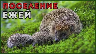 ПОСЕЛЕНИЕ ЕЖЕЙ НА УЧАСТКЕ | ЁЖ - ДРУГ ЧЕЛОВЕКА ?