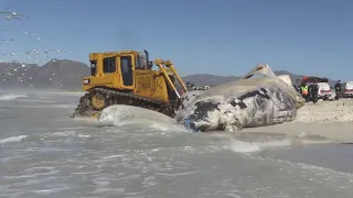 Huge humpback whale carcass removed from Cape Town beach