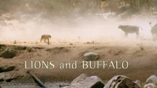Intimate Enemies: Lions and Buffalo (2000)