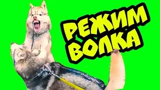 РЕЖИМ ВОЛКА! (Хаски Бублик) Говорящая собака Mister Booble