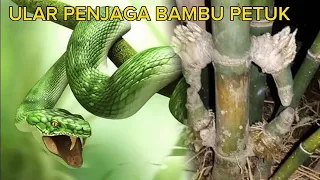 SOSOK PENJAGA BAMBU PETUK MENAMPAKAN DIRI