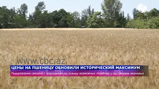 Цены на пшеницу обновили исторический максимум