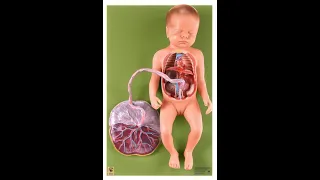 Lab 9.6 - Fetal vs Adult Circulation