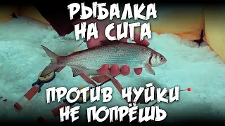 Рыбалка на сига / Против чуйки не попрешь