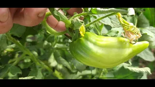 Подкормка которая даёт урожай крупных томатов.