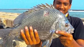 Monster Black Bream Catching at Inshore Fishing Ever, Catch N Cook