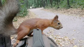 Немного покормил Ушастика / A familiar squirrel came to eat