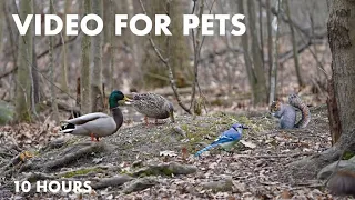 Ducks, Chipmunks, Squirrels and Forest Friends - 10 Hour CAT TV for Cats to Watch 😺 - Apr 19, 2024