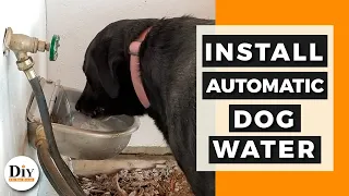 Automatic Dog Water Bowl & Automatic Cat Waterer - Self Filling Water Bowl!