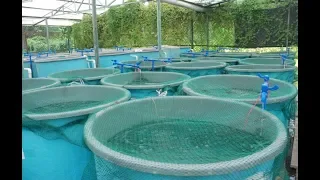 The game changer for fish farming in Kenya