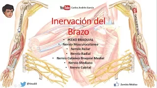 Anatomía - Plexo Braquial (Ramos Colaterales, Terminales, Trayecto)