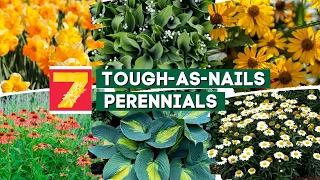 No Green Thumb Needed: 7 Tough-as-Nails Perennials! 🏆🌺🌼