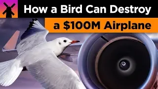 How a Bird Can Destroy a $100 Million Airplane