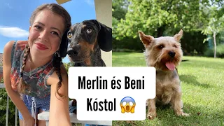 Merlin és Beni kóstol 😱😱🐶 #merlinkalandok