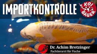 Neue Koi aus Japan: Tierärztliche Importkontrolle und KHV-Tests beim Koihändler