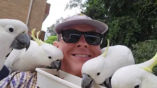 Cheeky and cute wild cockatoos