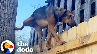 This Dog Climbs Up Her Backyard Trees Every Single Day | The Dodo