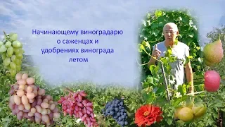 @Виноград 2019  Саженцы и удобрение винограда летом