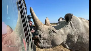 Два последних Белых Северных Носорога в Мире