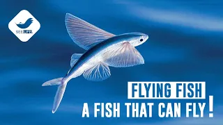 A FISH THAT CAN FLY! | FLYING FISH