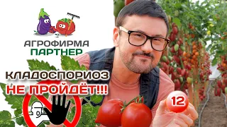 12 низкорослых томатов, устойчивых к кладоспориозу | Кладоспориоз не пройдет! #огород #семена #дача