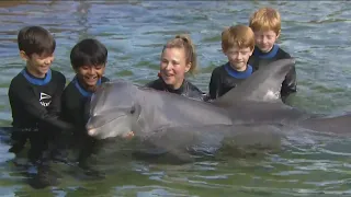 Sea World gives kids from Rady Children's chance to swim with dolphins