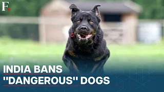 India Bans 23 "Ferocious" Dog Breeds Amid Rising Attacks