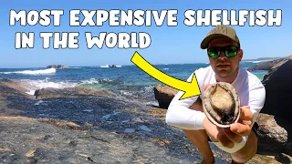 Most Expensive Shellfish in the World (How to Catch, Clean and Cook Abalone)