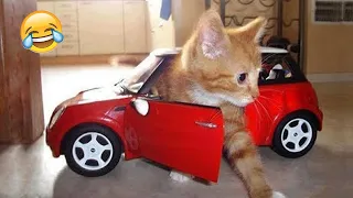 New Funny Animals 😅 Funniest Cats and Dogs Videos 2023 😹🐶 Part 13