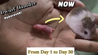 Hamster Baby Growing Up - Day 1 to Day 30 Best Moments | Roborovski | Dwarf Hamster