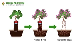 Герань, пеларгония — уход в домашних условиях. Растим невероятные корни. Часть 1 | Май 2019