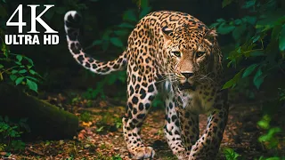 Africa Wildlife - 4K Drone Footage - African Music - African Nature & Wildlife in Ultra Hd HDR