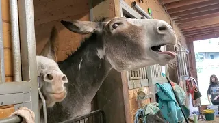 Donkeys Braying