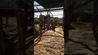 Dinner time for Panthera the black leopard