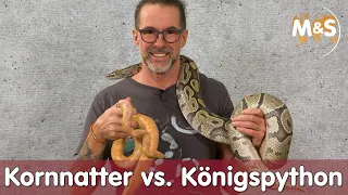 Welche Schlange ist besser? | Kornnatter vs. Königspython | 10 Punkte Vergleich!